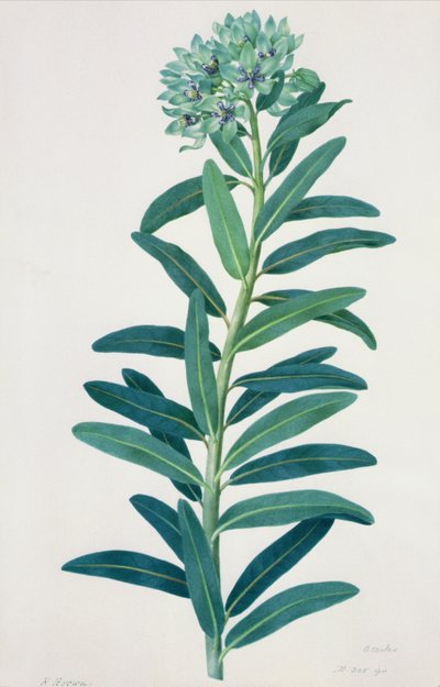 Gladioli da Peter Brown